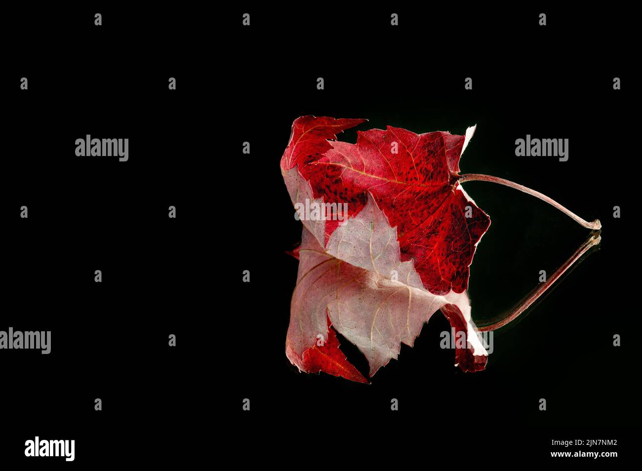 Foglia di acero arricciata rossa con riflessione su sfondo nero Foto Stock