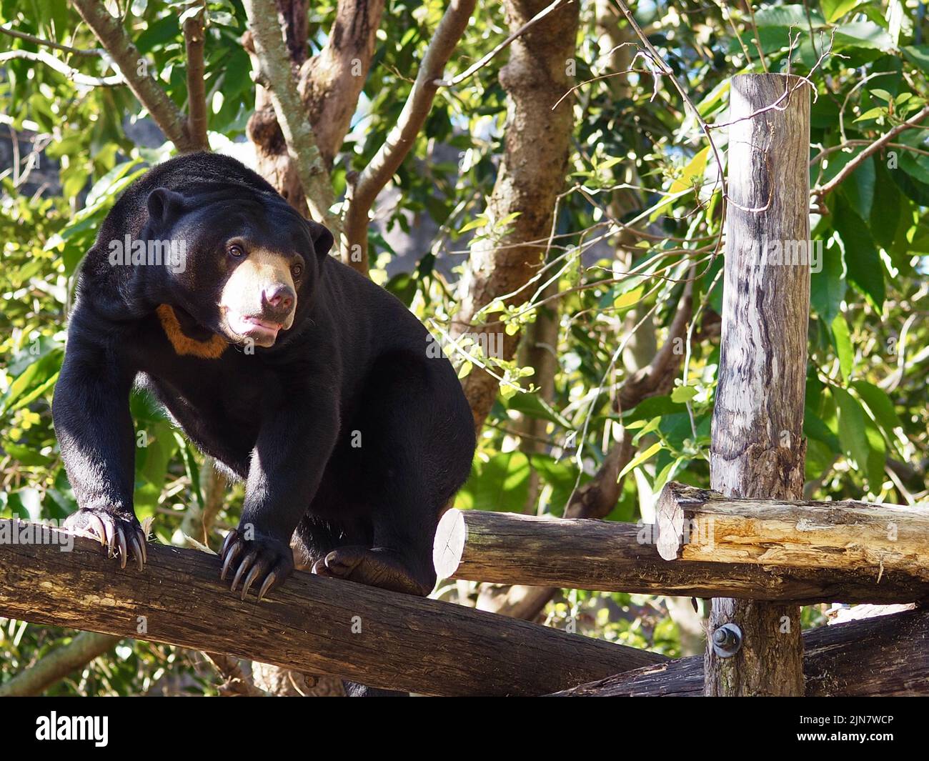 Affascinante orso magnetico maschile Sun pieno di personalità. Foto Stock