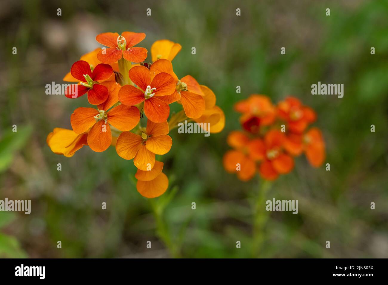 Fiori di Orange Western Wallflowers fioriscono in estate nel Rocky Mountain National Park Foto Stock