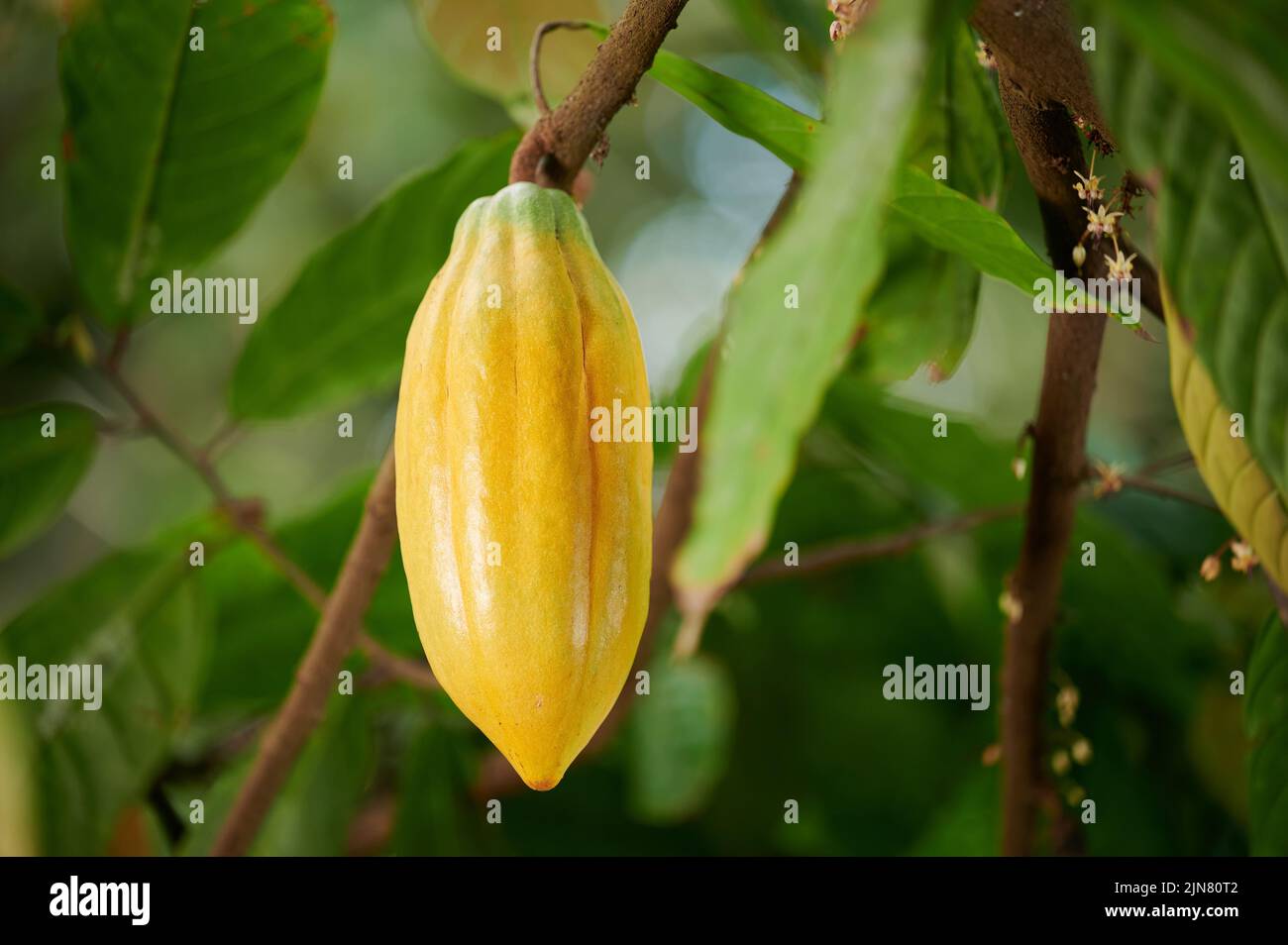 Cialda di cacao giallo organico appendere su albero su sfondo di piante sfocate Foto Stock