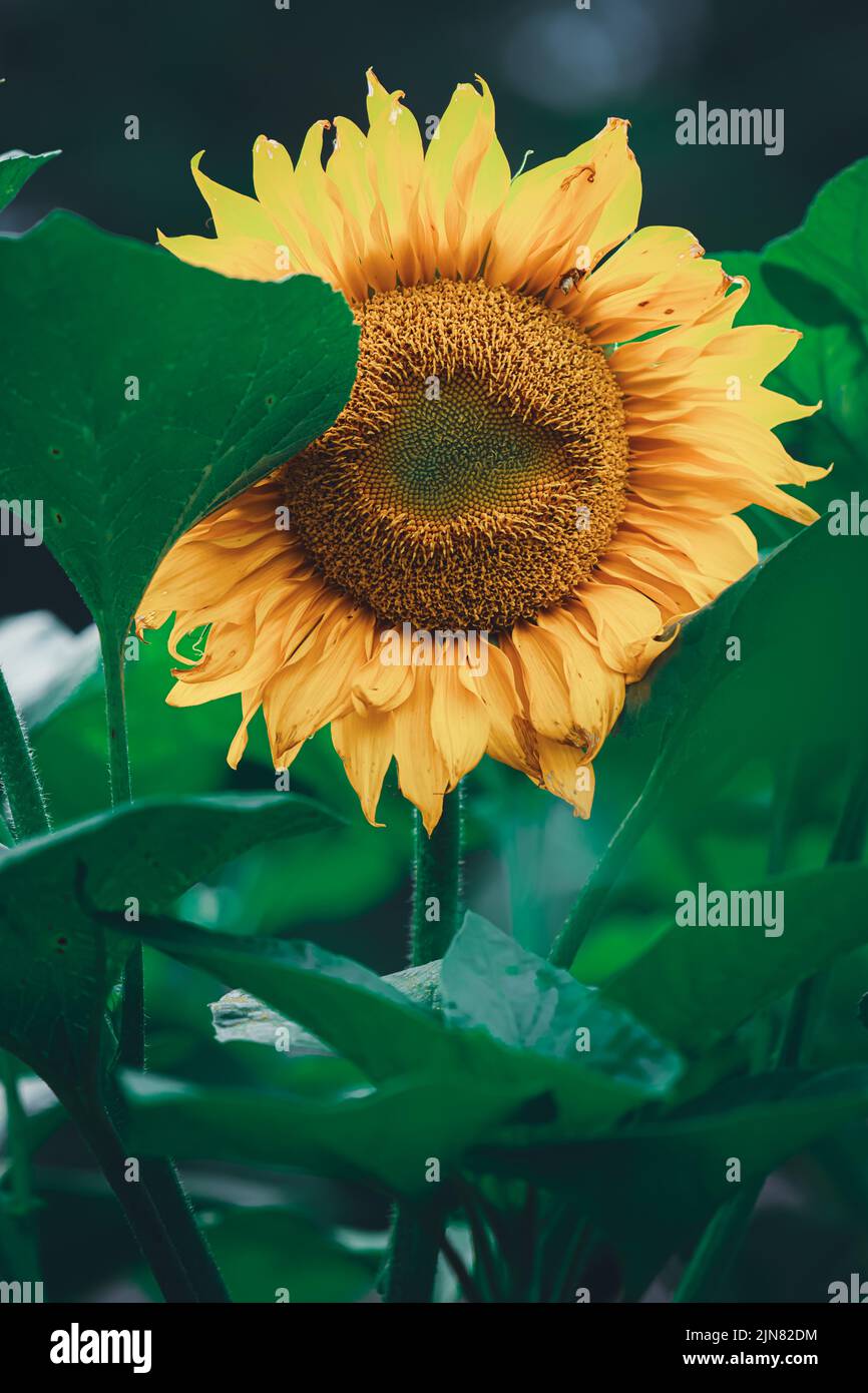 Girasole giallo brillante con foglie verdi per sfondi e carta da parati. Sfondo texture. Fotografia macro. Primo piano Foto Stock