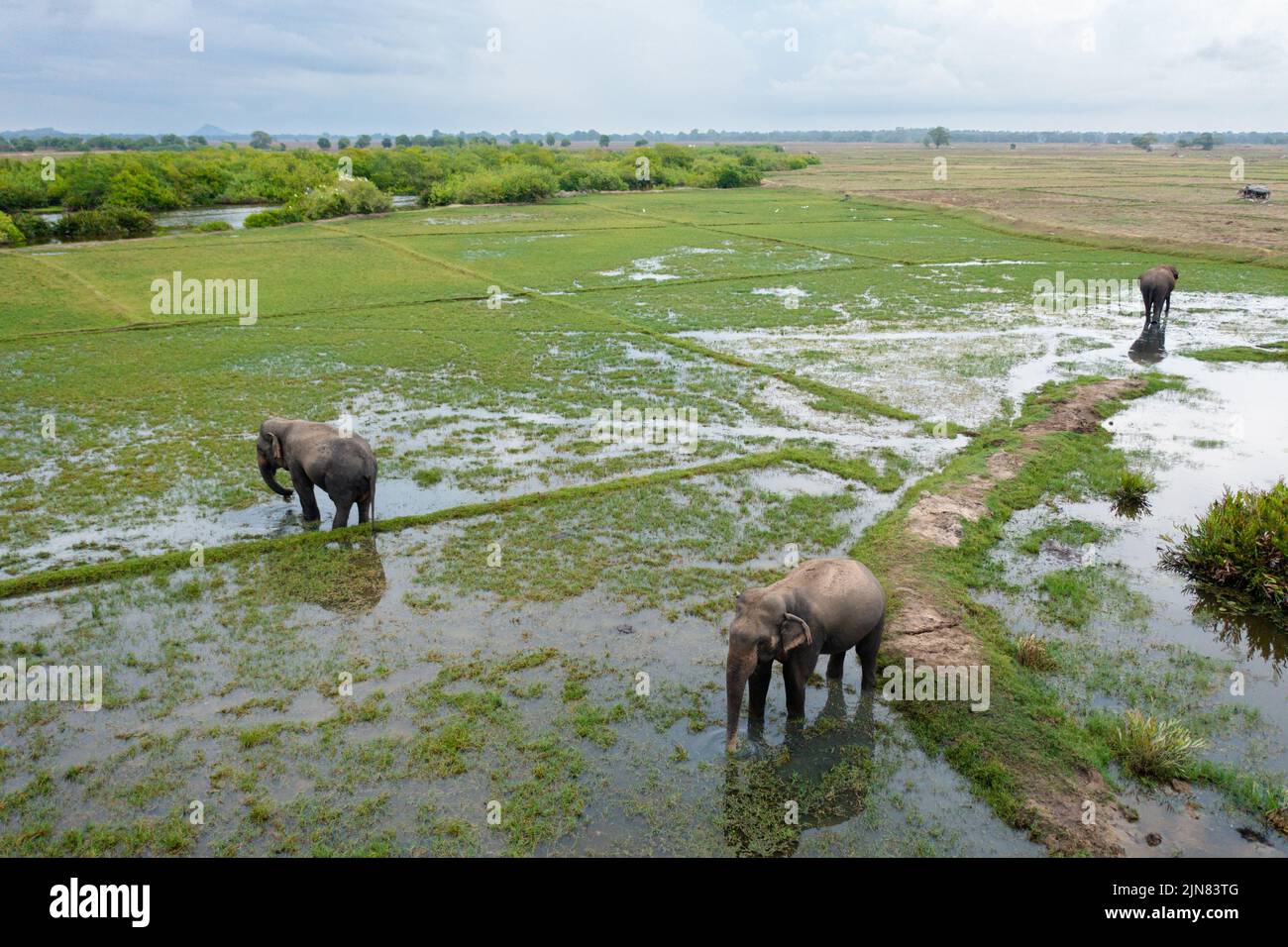 Veduta aerea degli Elefanti su terreni agricoli e risaie. Animali selvatici. Baia di Arugo Sri Lanka. Foto Stock