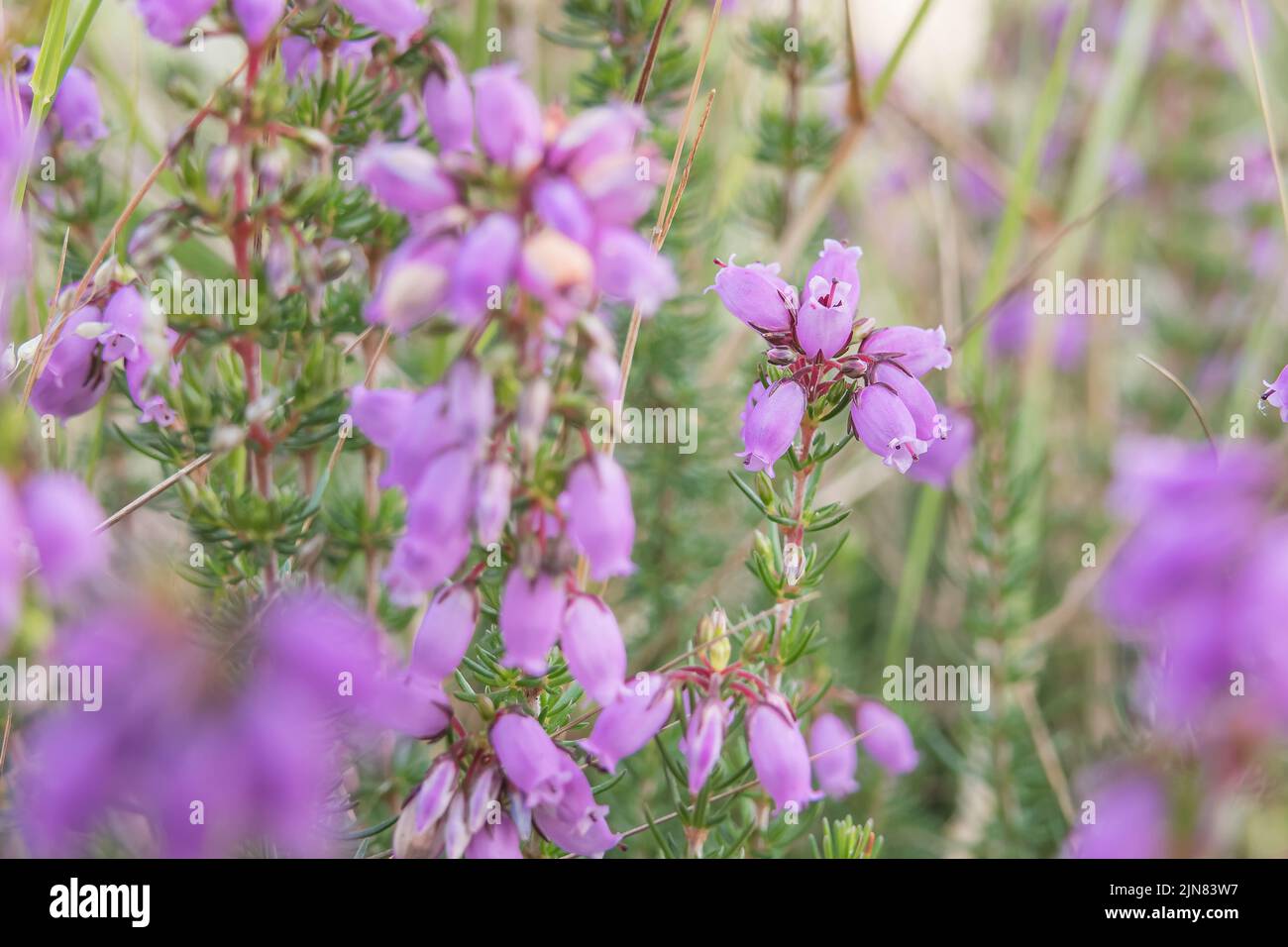 fiori rosa heath sulla pianta da vicino vista all'aperto in estate con luce del giorno Foto Stock