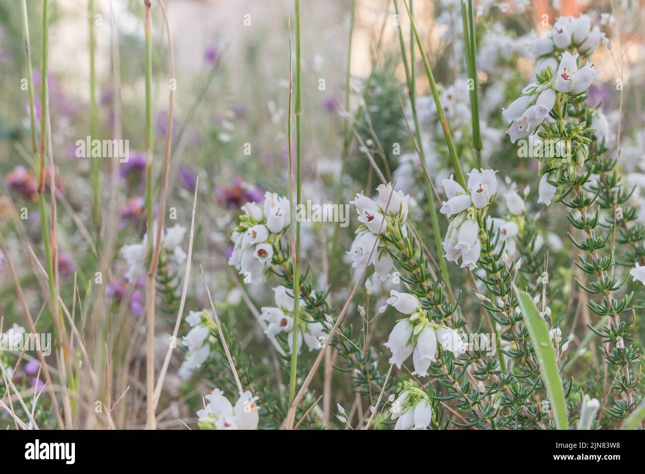 fiori bianchi dalla pianta della brughiera vista ravvicinata in un campo in estate all'aperto Foto Stock