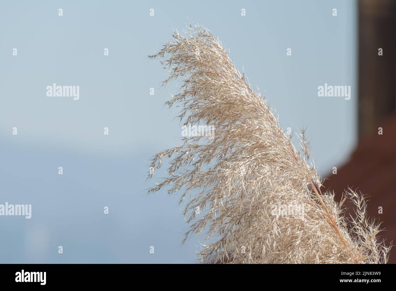 un fiore di erba di pampas su sfondo blu sfocato all'aperto Foto Stock