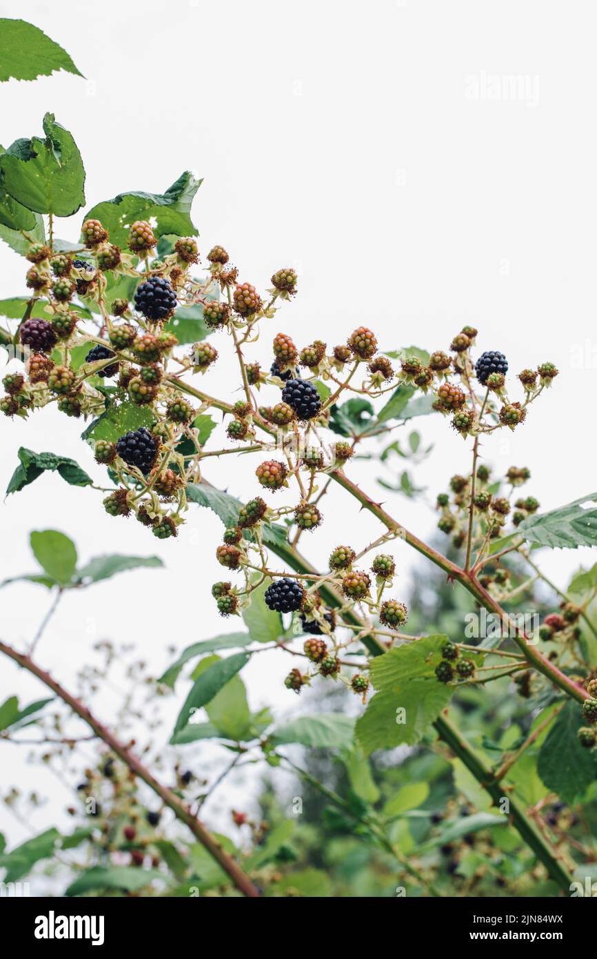 selvatico maturo e unmipe verde rosso nero more brambles spine estate agosto Foto Stock