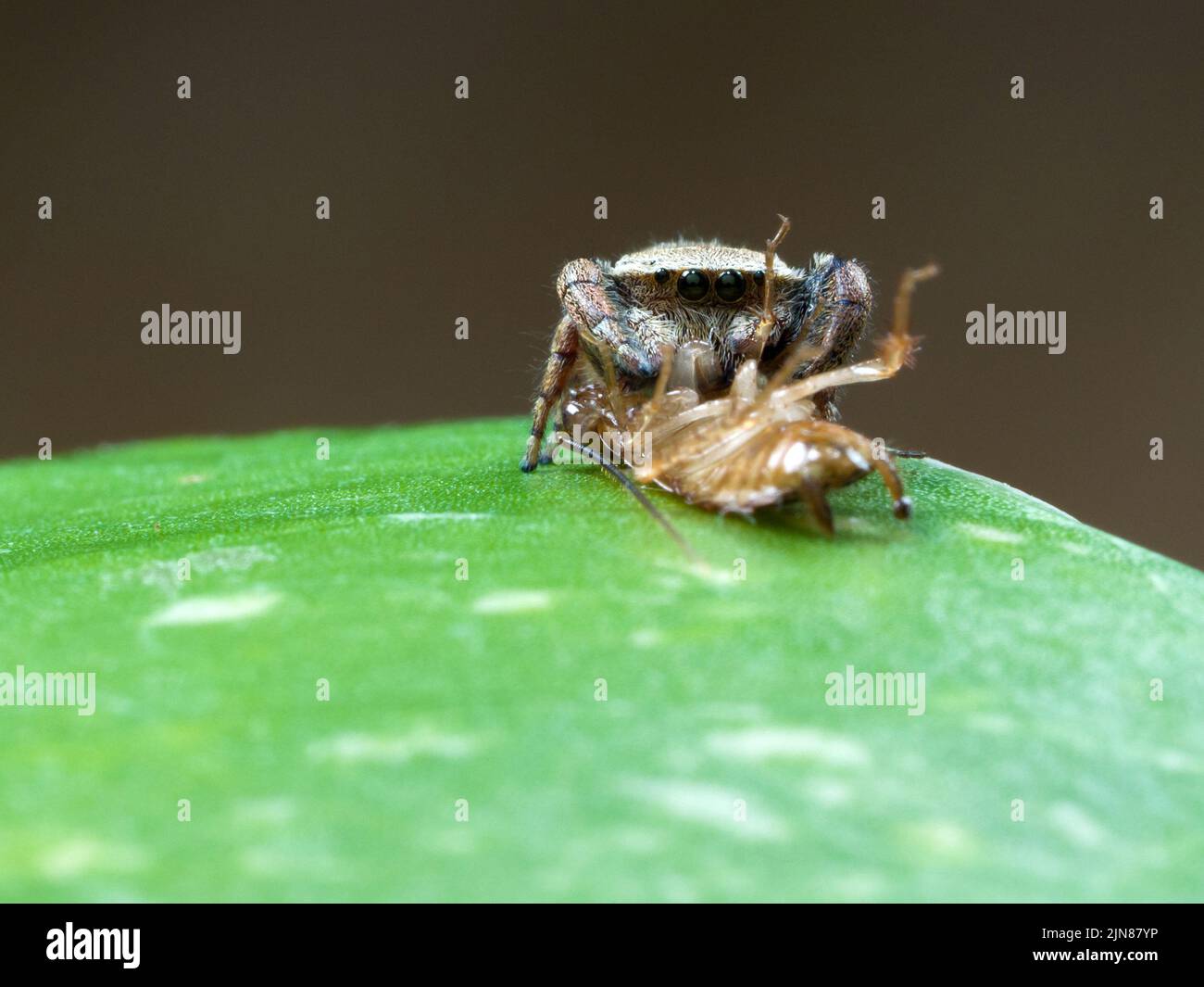 Saltando ragno mangiare scarafaggio su una foglia di Epipremnum aureum. Fotografia macro Foto Stock