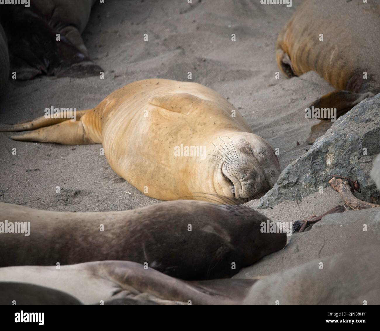 Le foche degli elefanti settentrionali (Mirounga angustirostris) crogiolano al sole al Piedras Blancas Rookery di San Simeon, CA. Foto Stock