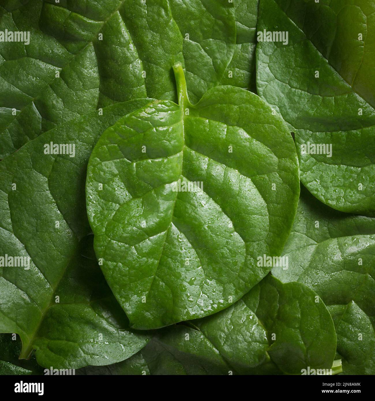 foglie di spinaci di malabar, piante di spinaci di ceylon, basella alba o basella rubra conosciuto come spinaci di vite, erbe medicinali, telaio pieno Foto Stock