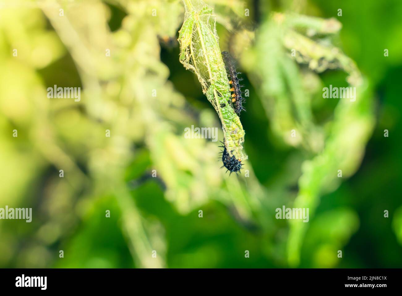 bruco nero di una farfalla di pavone su un primo piano di ortica. Un bruco nero con punte e puntini bianchi mangia le foglie della ortica pungente Foto Stock