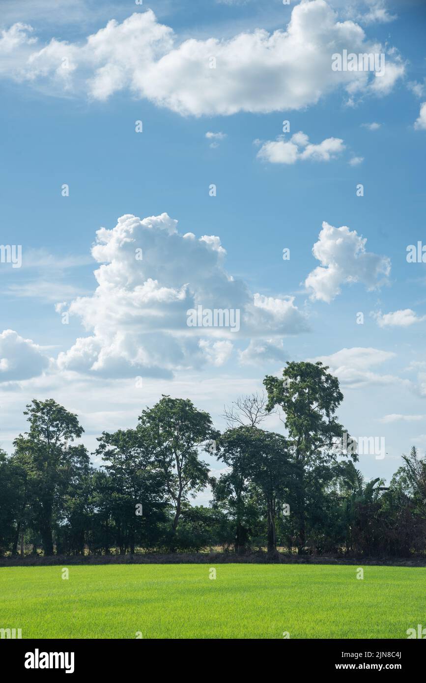 campo di riso con fondo foresta cielo blu Foto Stock