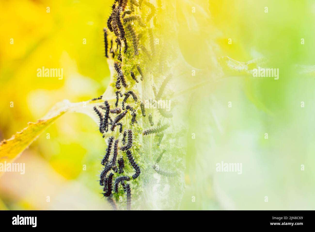 Molti cerchietti neri della farfalla di pavone sulle ortiche da vicino, sfondo sfocato. caterpillar nero con punte e punti bianchi in un comune Foto Stock