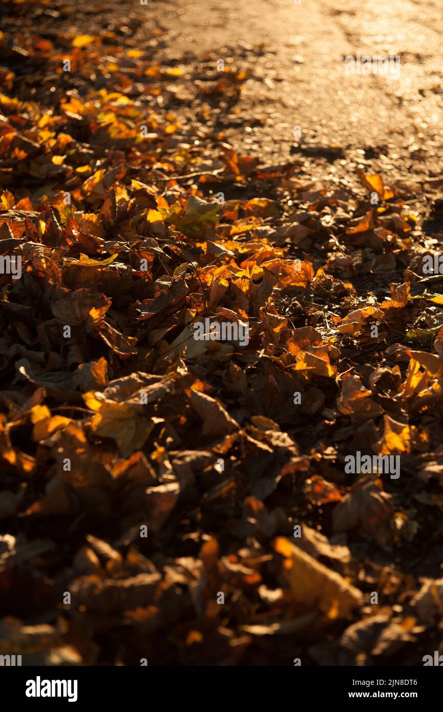 Una strada vuota bagnata con foglie gialle asciutte in una giornata di sole in autunno Foto Stock