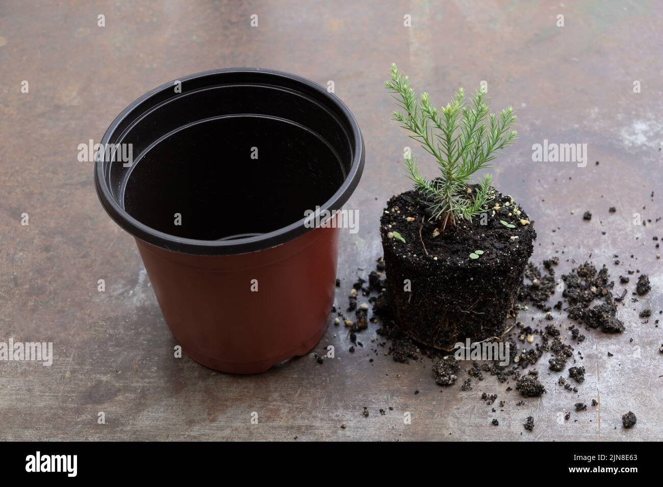 In procinto di rifare il giovane albero di sequoia nel nuovo vaso Foto Stock