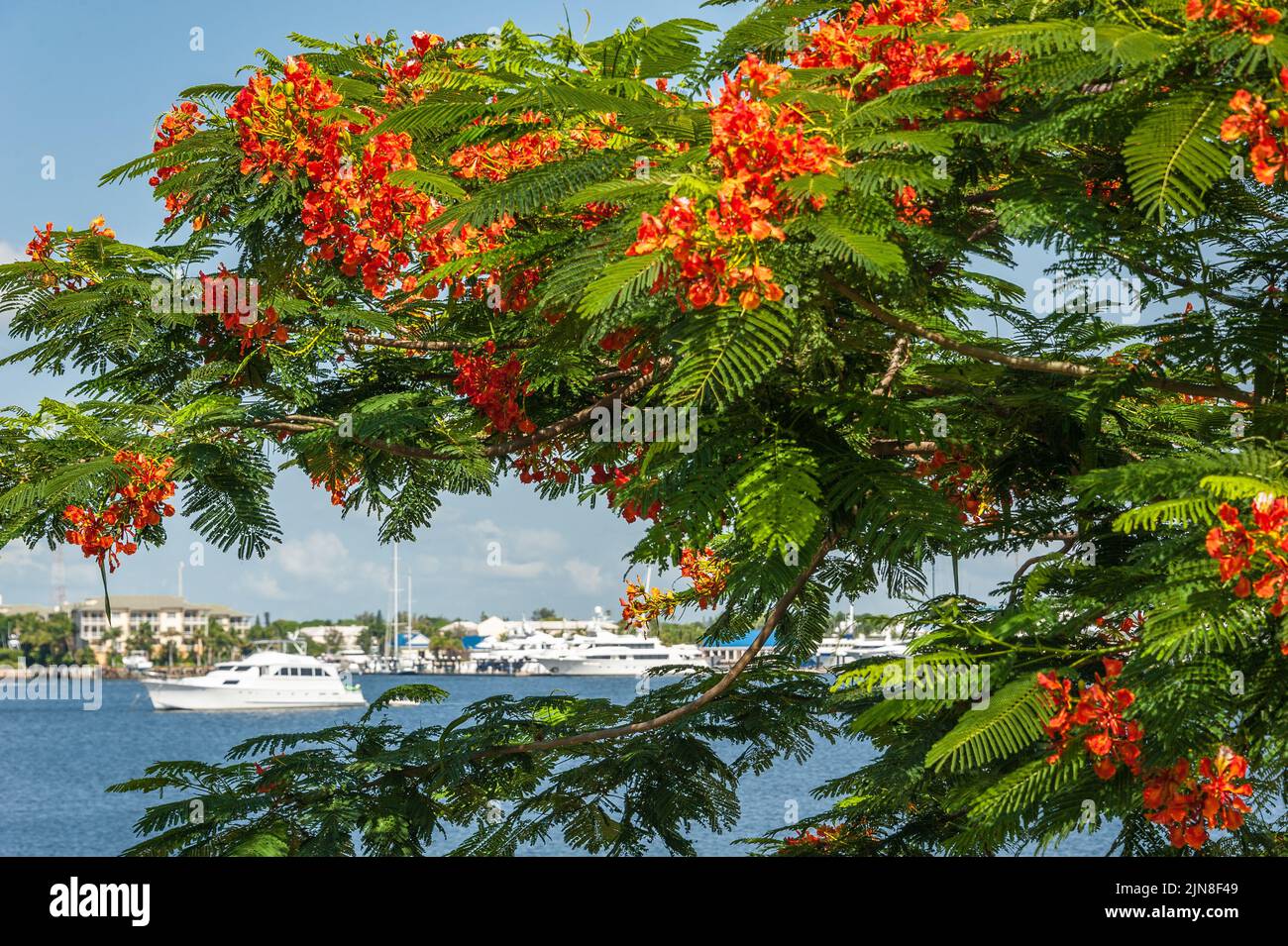 Royal Poinciana (Delonix regia) albero lungo la Intracoastal Waterway in Palm Beach, Florida. (USA) Foto Stock