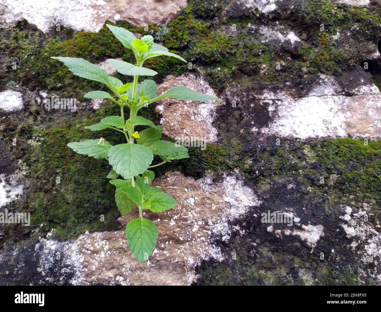 una piccola pianta verde che cresce sul muro Foto Stock