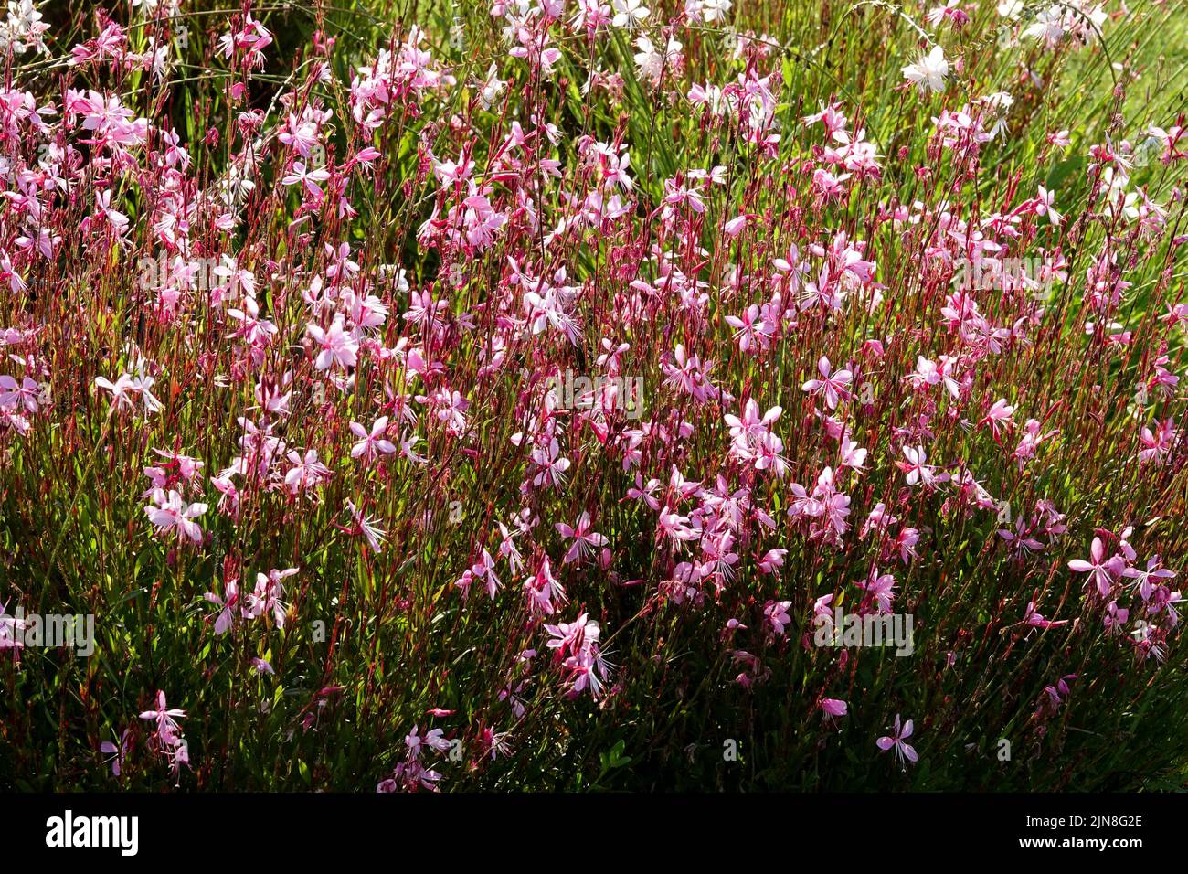 Rosa, Fiori, aiuole da giardino, Beeblossom di Lindheimers, Oenotera lindheimeri, Perenne, pianta estate fioritura confine Foto Stock