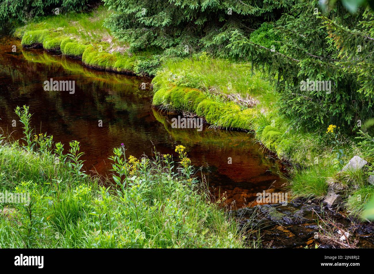 Verde fresco vegetazione in riva al fiume, albero e fiore di montagna, torba dorata fondo del torrente. Cerna SMEDA Creek, repubblica Ceca. Foto Stock