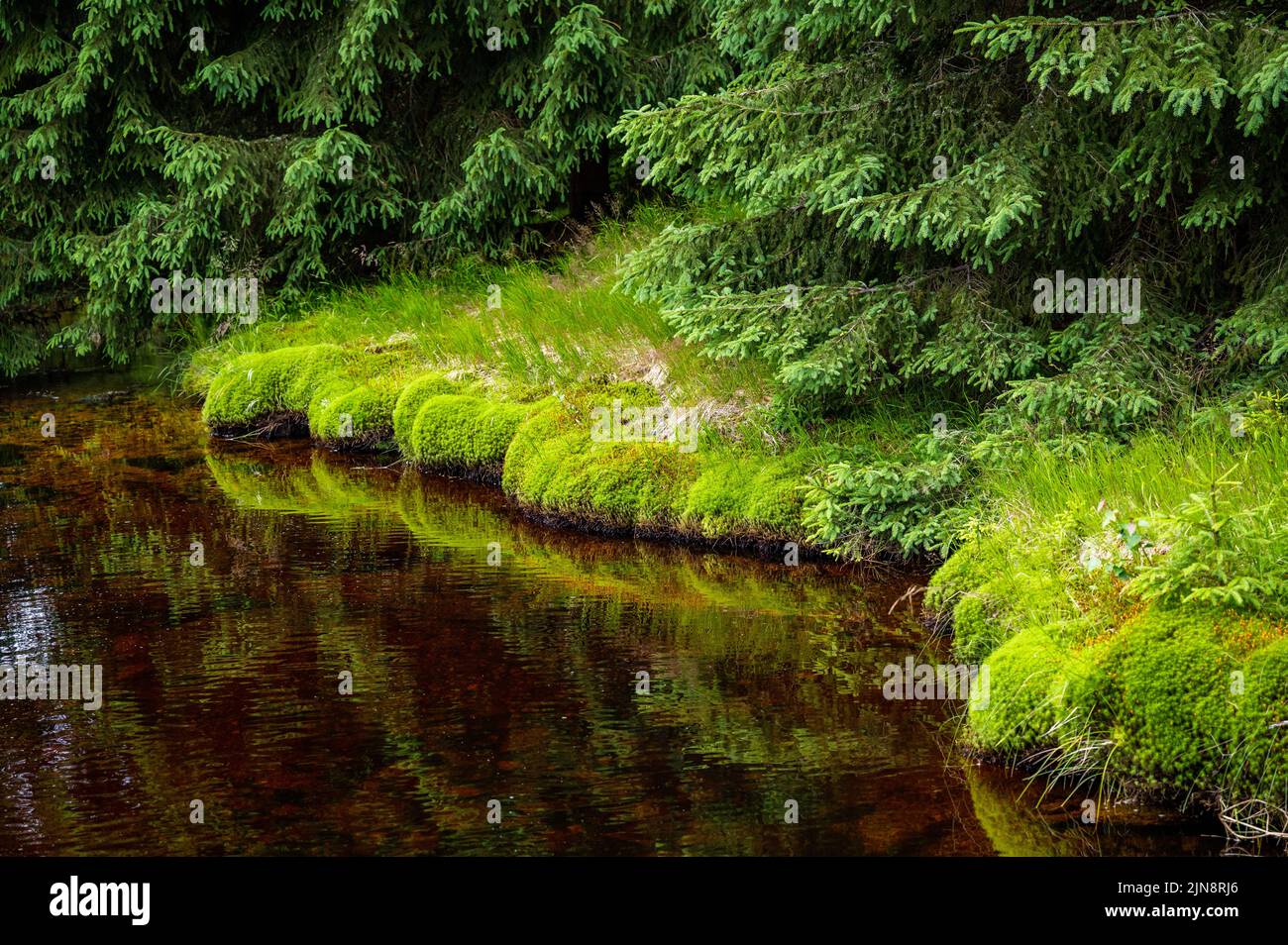 Muschio verde fresco sulla riva del ruscello di montagna, giovane abete rosso e torba dorata in fondo al torrente. repubblica Ceca, Cerna Smeada, Jizera montagne. Foto Stock