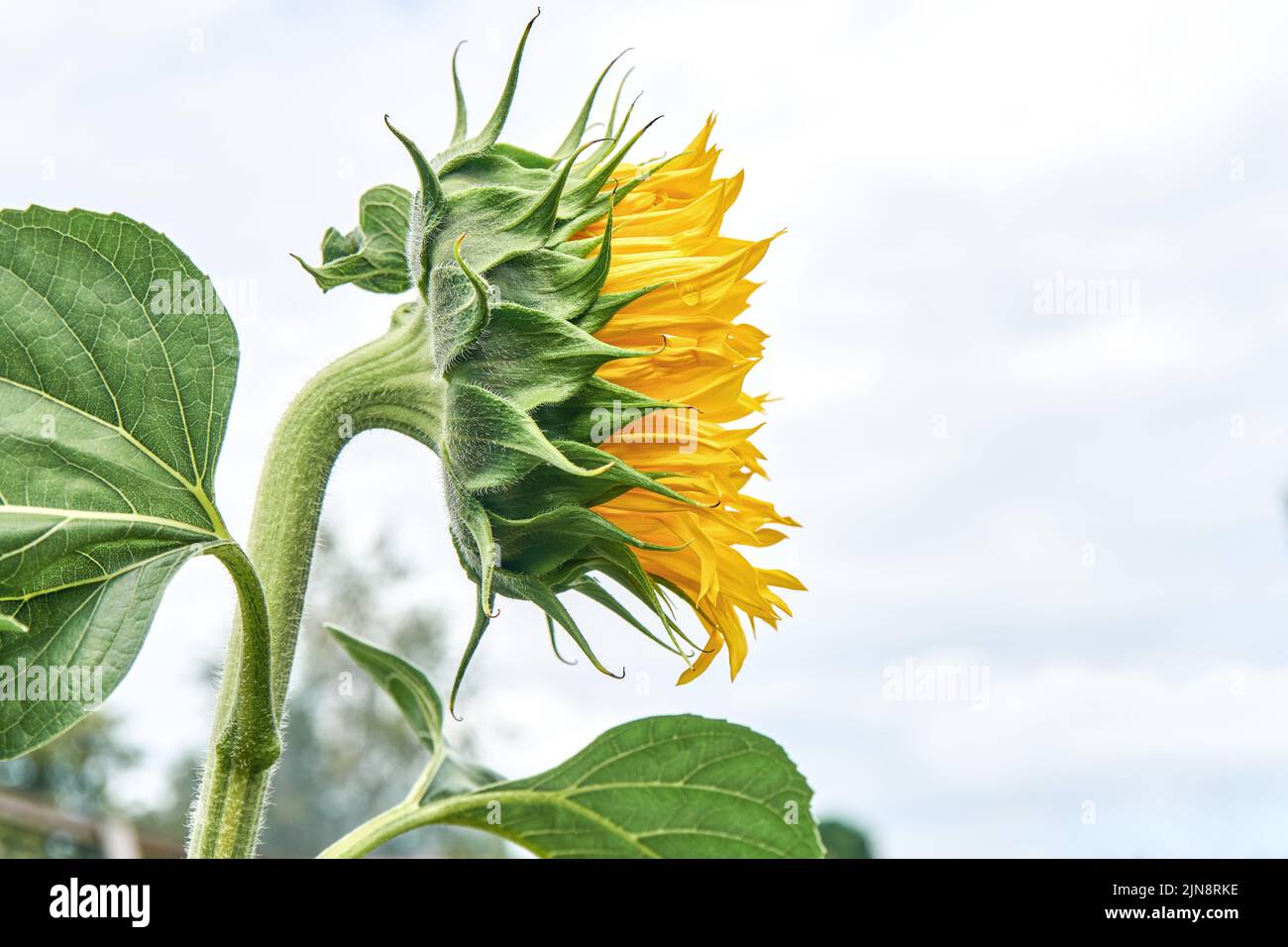 Bel girasole con petali gialli e grandi foglie verdi contro il cielo nuvoloso bianco. Fiore fiorente cresce in campo sul primo piano estivo Foto Stock