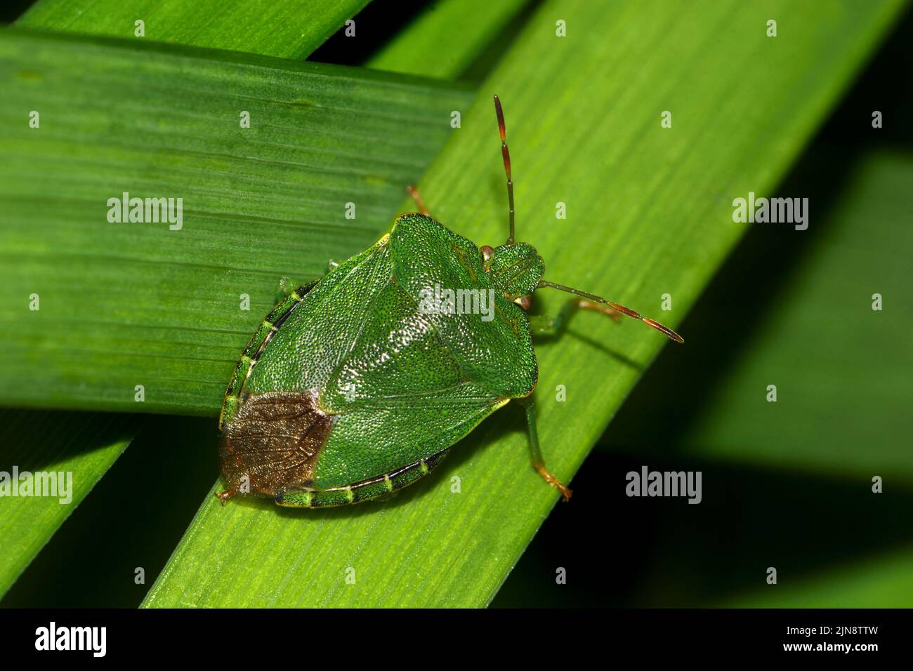 Bug Green Shield comune / Bug Green Stink (Palomena prasina) adulto Foto Stock