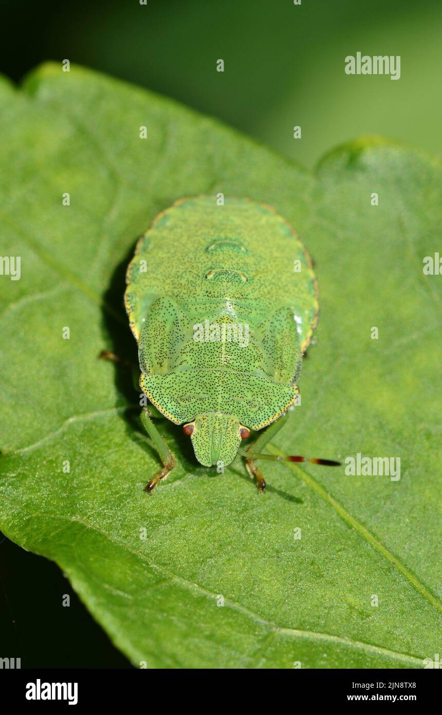 Bug di schermatura verde comune / Bug di penna verde (Palomena prasina) ninfa / immatura, con un'antenna Foto Stock