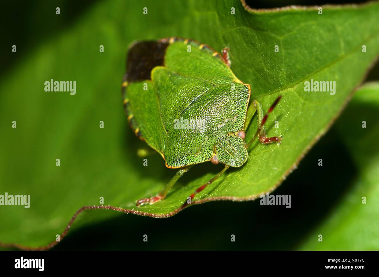 Bug Green Shield comune / Bug Green Stink (Palomena prasina) adulto Foto Stock