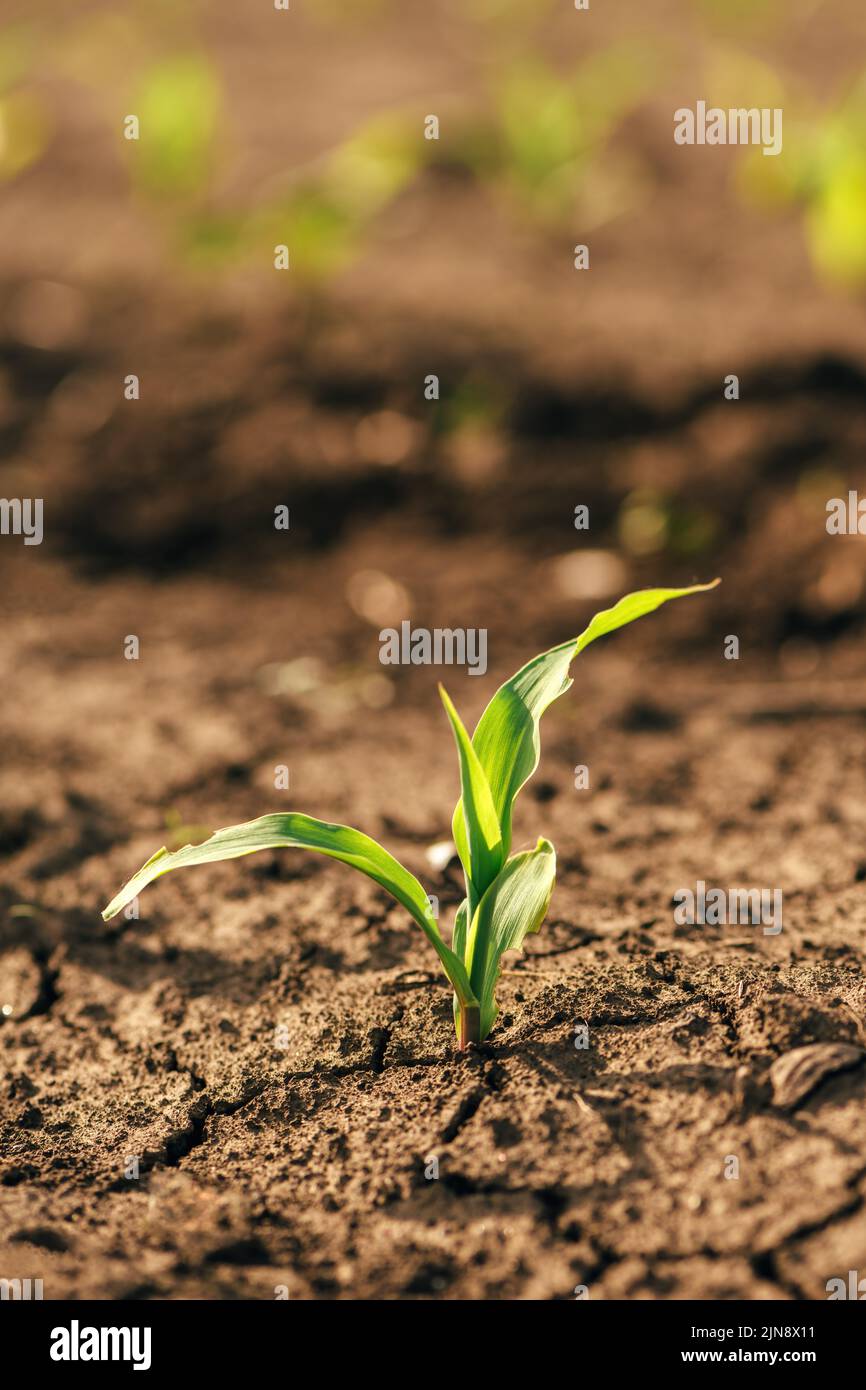 Piccolo raccolto di mais verde in campo illuminato dalla calda luce del tramonto primaverile, messa a fuoco selettiva Foto Stock