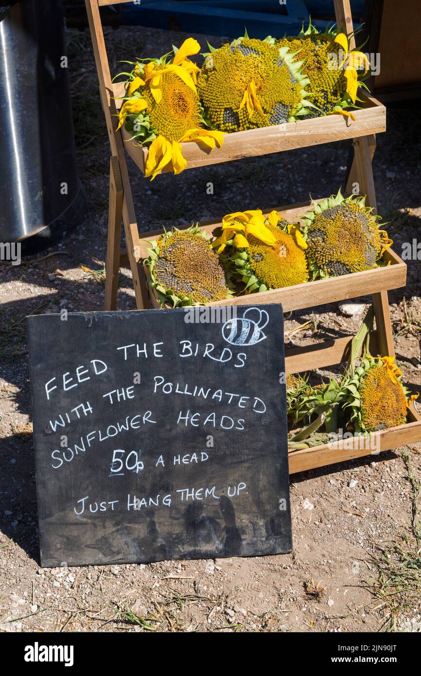 Dai da mangiare agli uccelli con le teste di girasole impollinate 50p una testa basta appendere loro fino segno a Maiden Castle Farm, Dorchester, Dorset UK nel mese di agosto Foto Stock