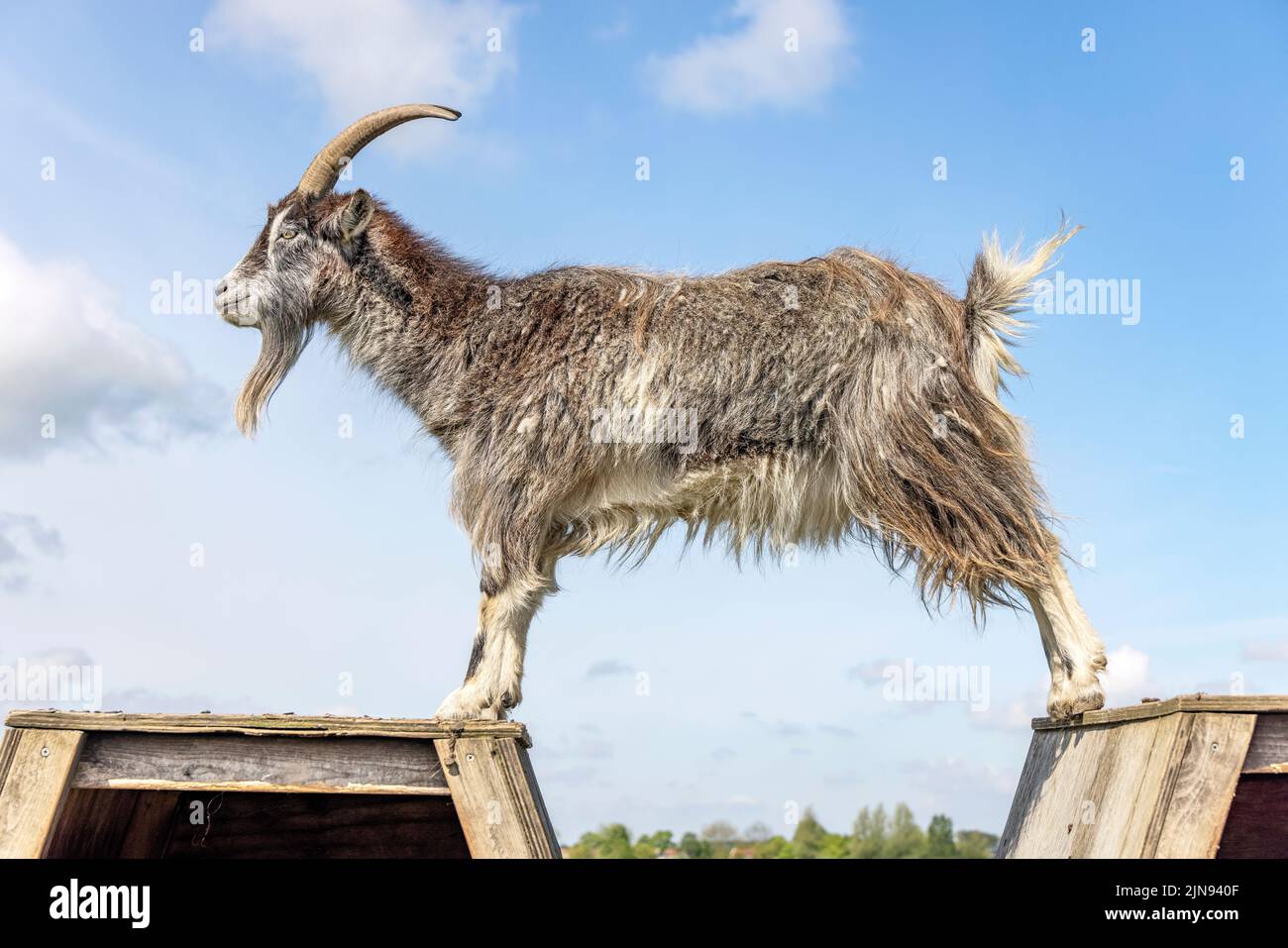 Una capra che sale in alto sulla cima della penna, corna grandi, cielo blu, goatee Foto Stock