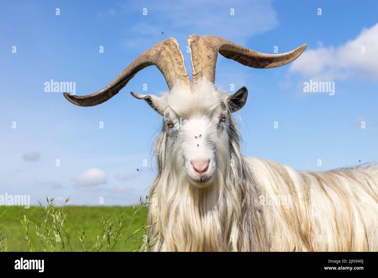 Capra bianca, corna grandi, capelli lunghi e naso rosa, animale da faraona, vecchia razza olandese, sfondo cielo blu, Foto Stock