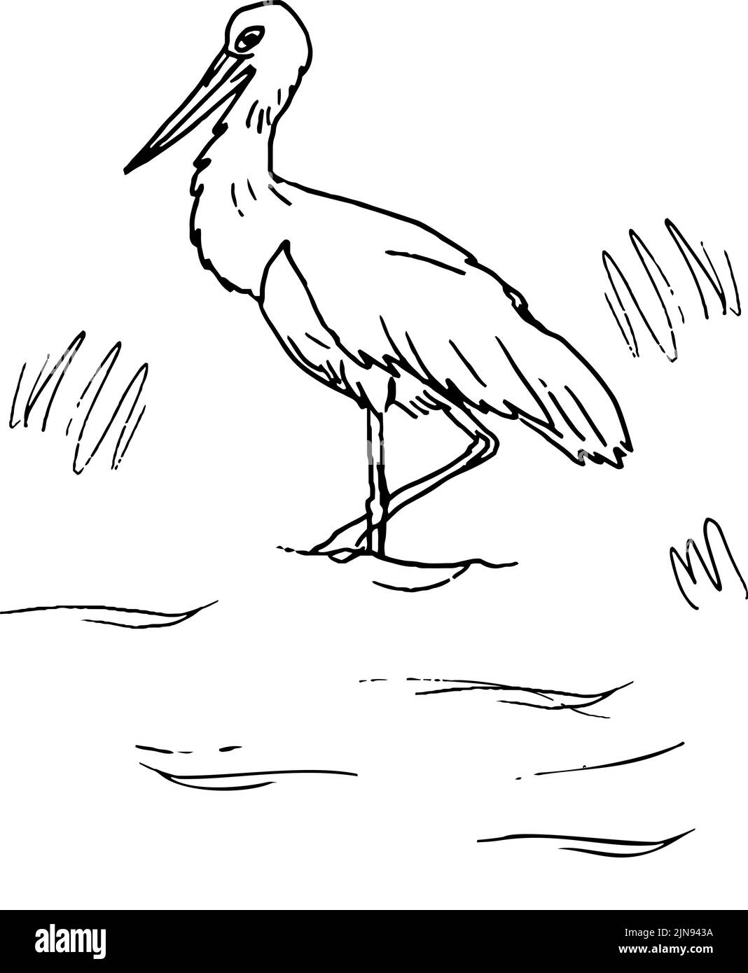 Disegno della cicogna bianca in piedi nell'acqua Illustrazione Vettoriale