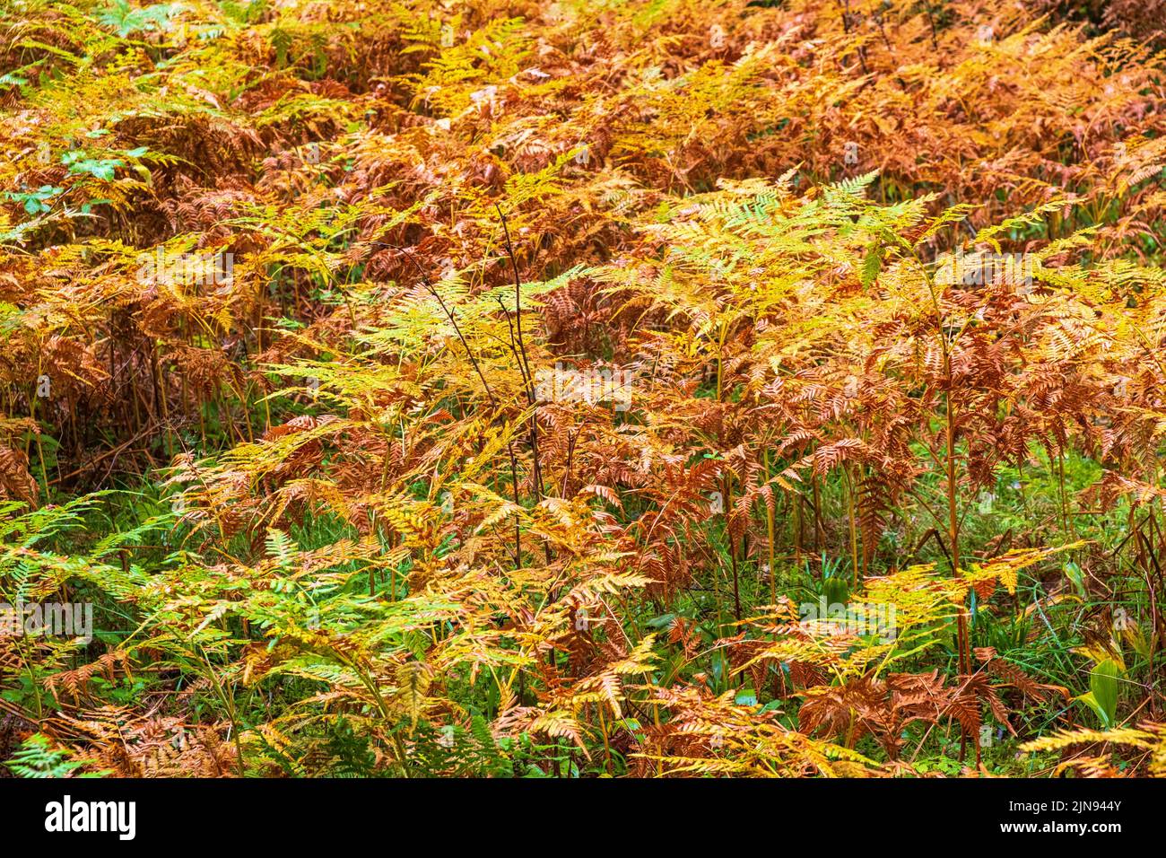 Foglie di felce colorate autunno nella foresta Foto Stock