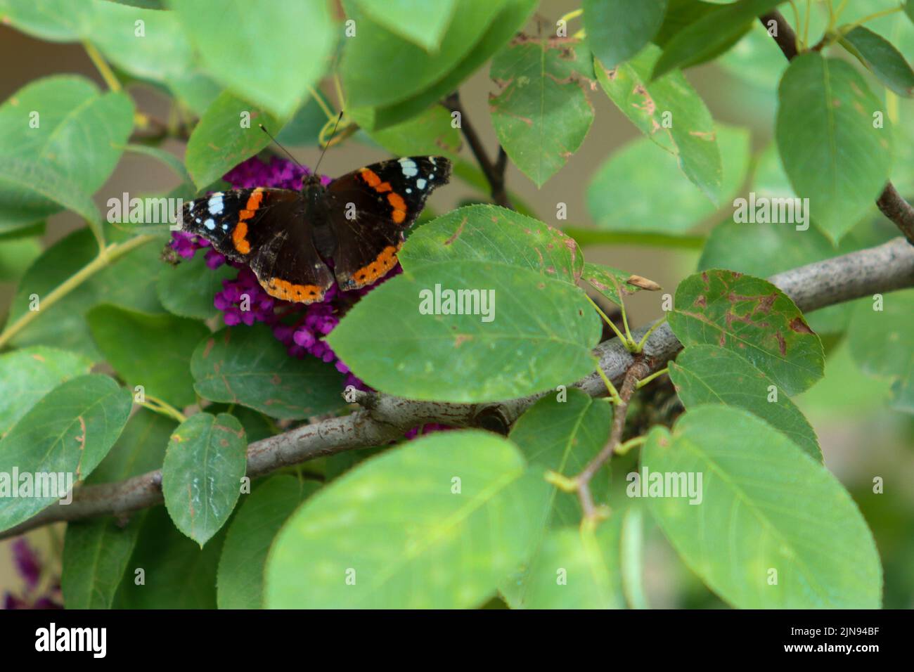 Farfalla in giardino Foto Stock