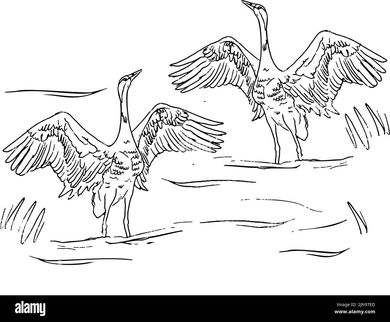 Vettore di illustrazioni gru per uccelli. Cicogna bianca . oggetto isolato Illustrazione Vettoriale