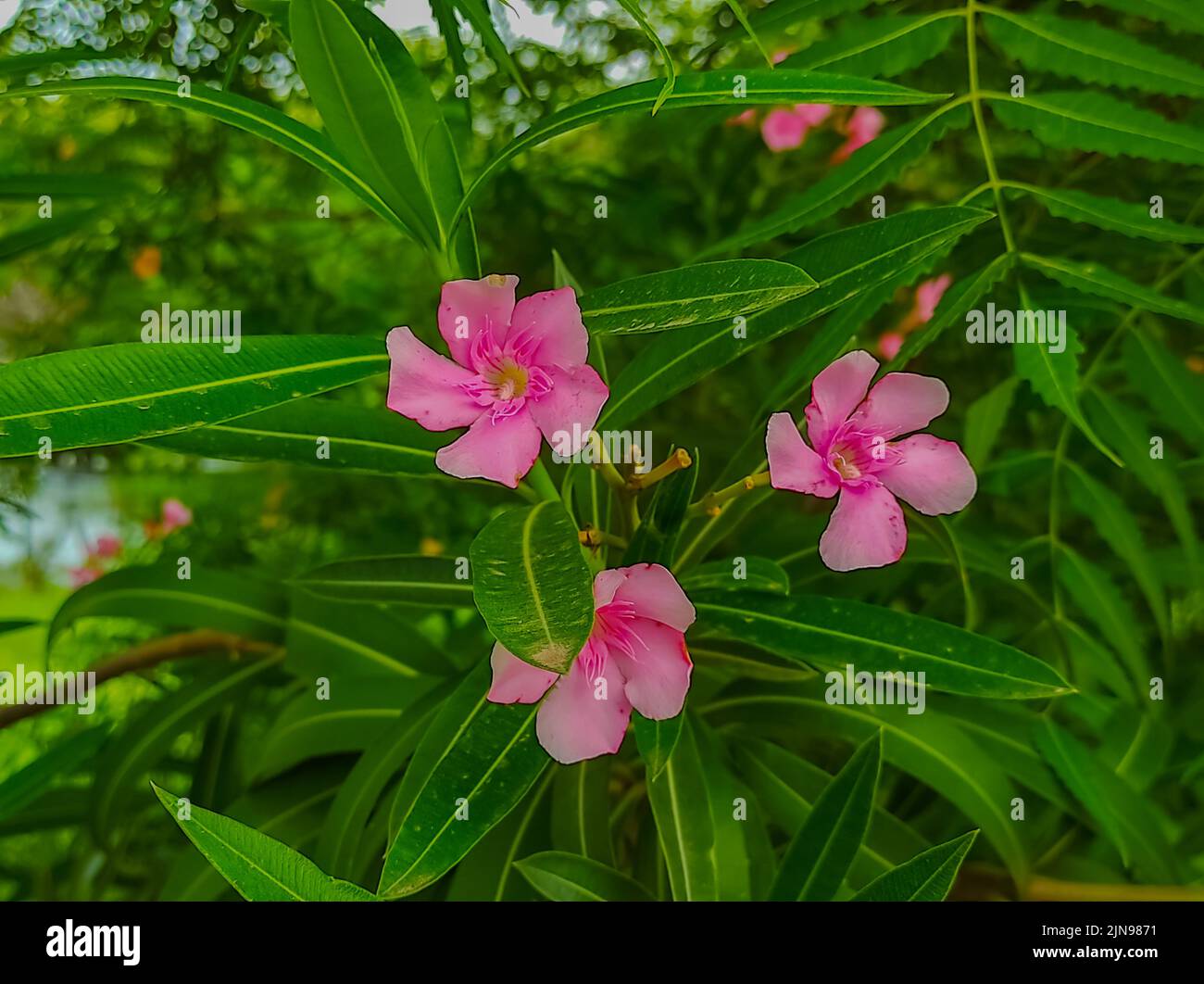 Un fresco verde Nerium Oleander Fiori piante in Un giardino Foto Foto Stock