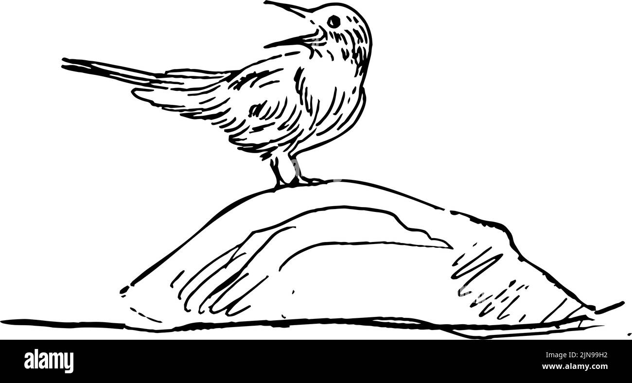 tern su pietra un gabello collegato ai gabbiani Illustrazione Vettoriale