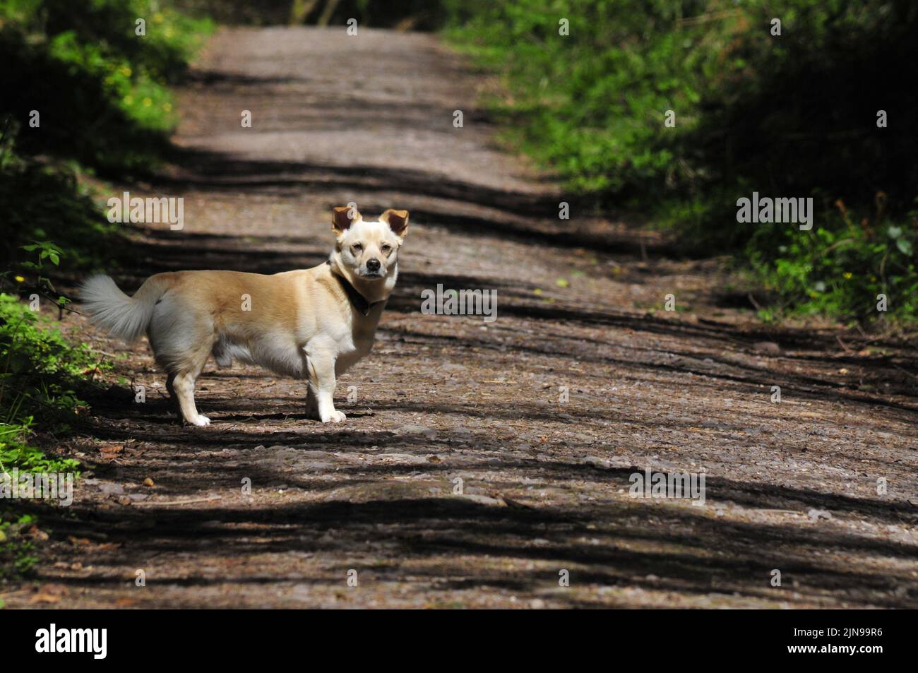 cane che cammina nel sentiero di legno Foto Stock