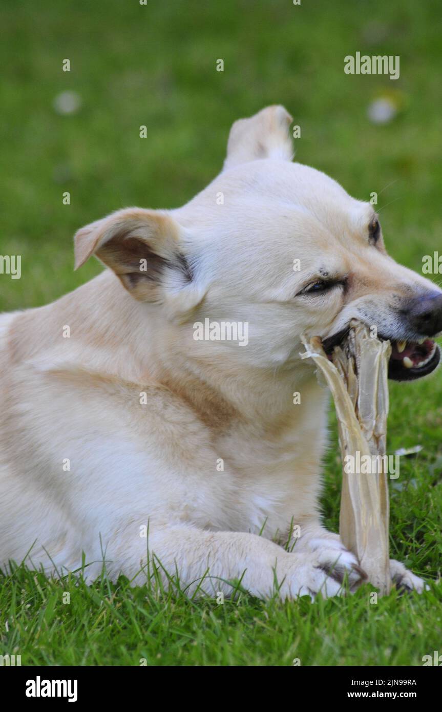 Dog osso mangiare Foto Stock