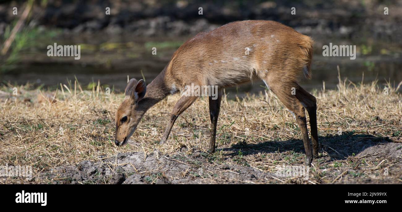 Bushbuck ( Tragelaphus scriptus ) Kruger National Park, Sudafrica Foto Stock