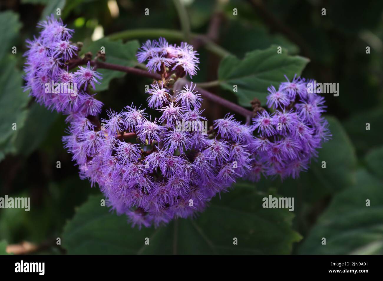 Torcia viola - eupiatorio sprdum in fiore presso i Giardini Botanici, Puerto de la Cruz, Tenerife, Isole Canarie. Foto Stock