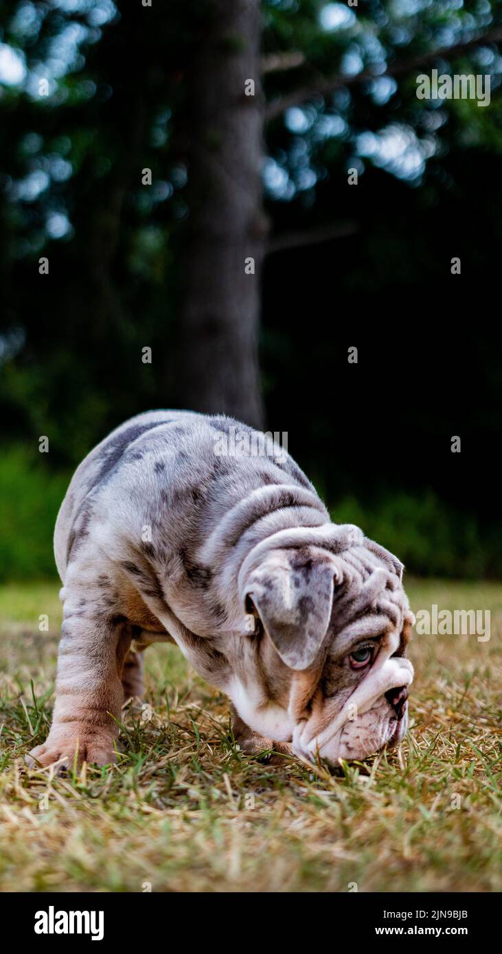 Un colpo verticale di adorabile Olde inglese Bulldogge sniffare l'erba nel parco Foto Stock