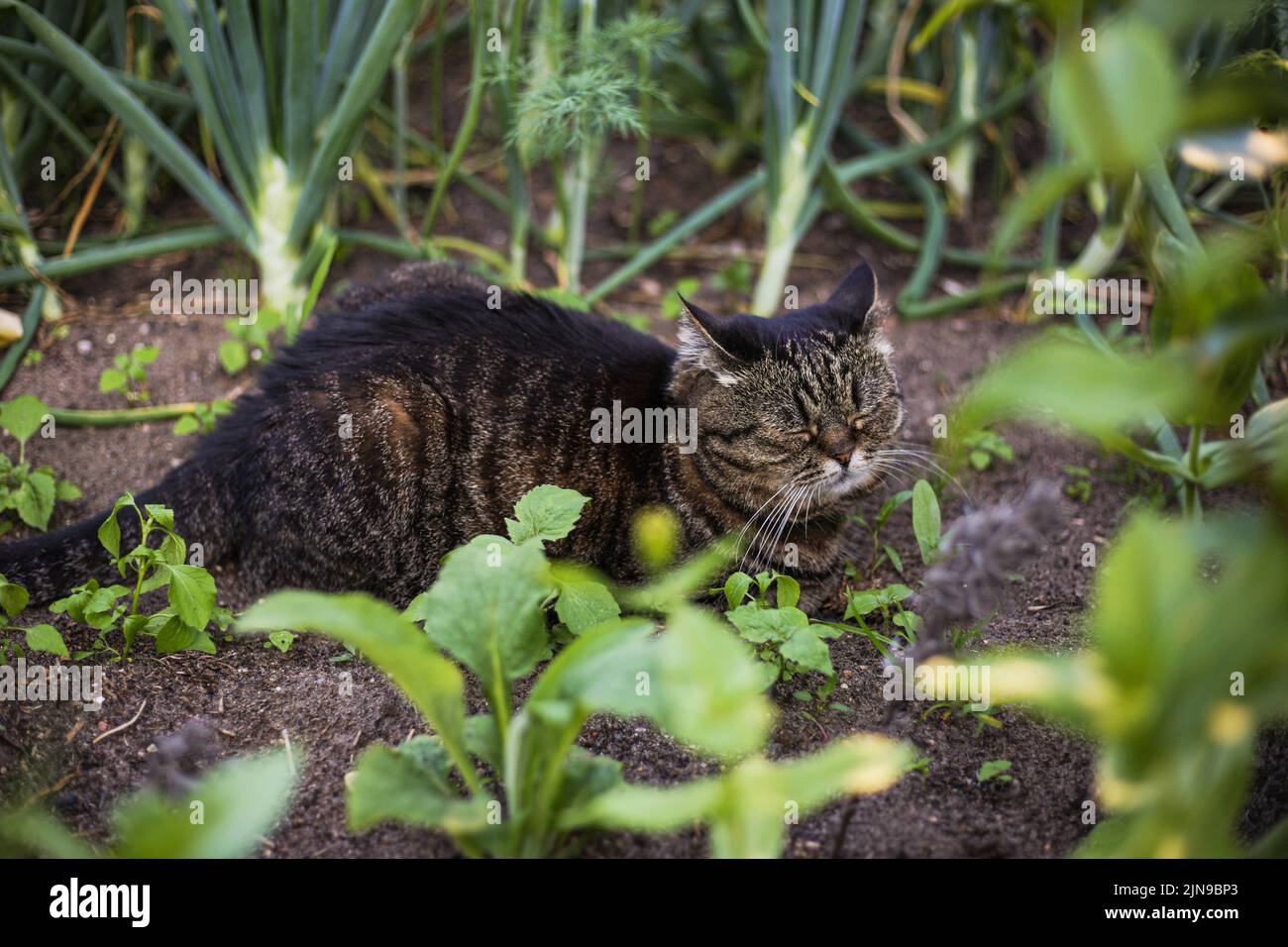 Un gatto di colore scuro dorme in un giardino verde in una giornata estiva Foto Stock