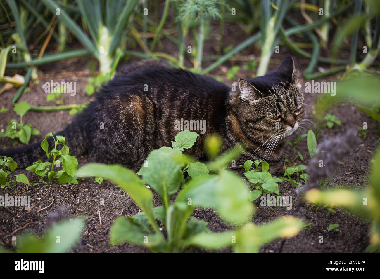 Un gatto di colore scuro si trova in un giardino verde in una giornata estiva Foto Stock