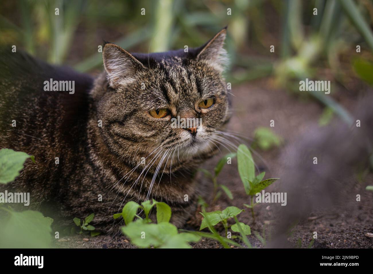 Un gatto scuro si trova in un giardino verde in un primo piano di una giornata estiva Foto Stock