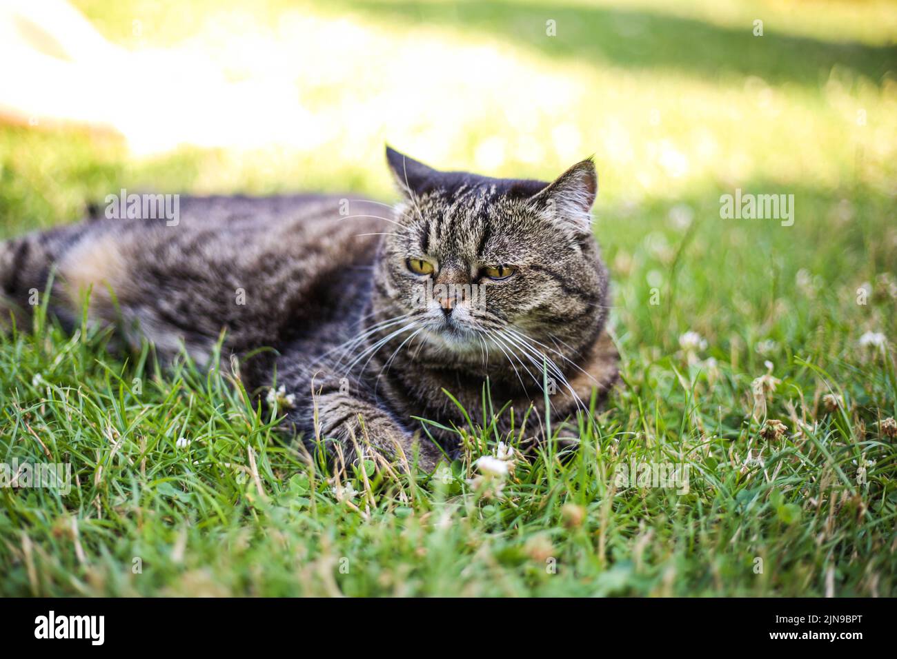 Un gatto di colore scuro giace sull'erba verde in una giornata di sole estate Foto Stock