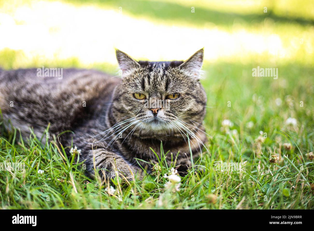 Un gatto di colore scuro giace sull'erba verde in una giornata di sole estate Foto Stock