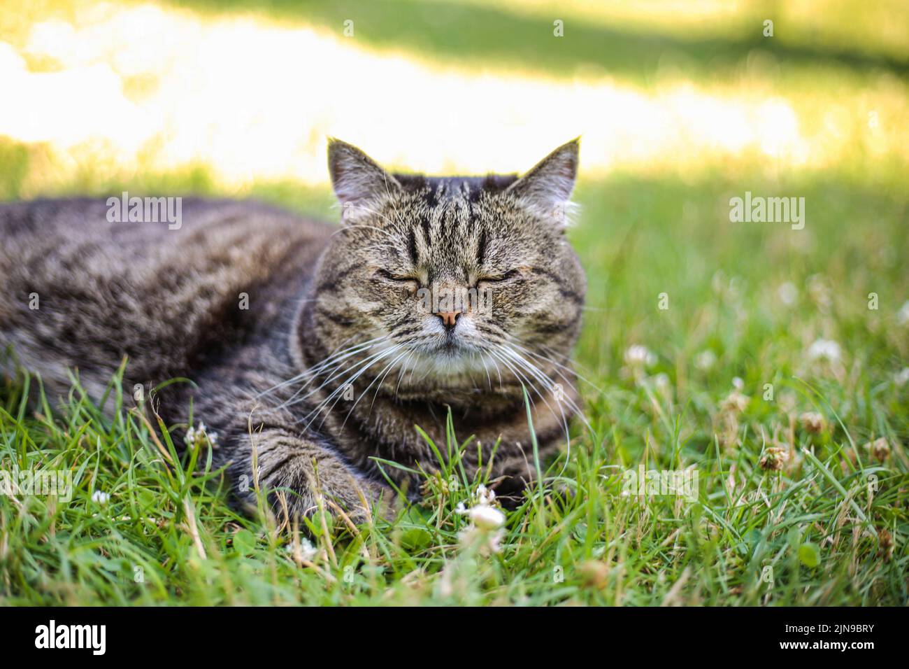 Un gatto di colore scuro dorme sull'erba verde in una giornata di sole d'estate Foto Stock