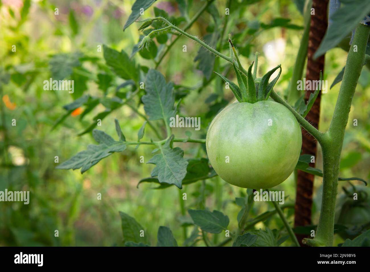 Pomodori verdi non maturi che crescono su un ramo nel giardino. Pomodori nel letto da giardino con frutta verde. Pomodori verdi su un cespuglio. Foto Stock