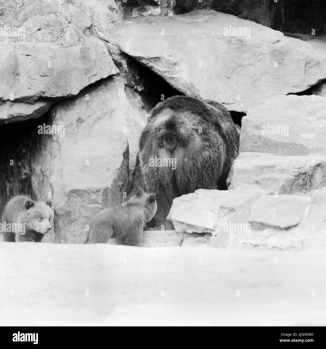 Original-Bildunterschrift: Vier niedliche kleine Teddybären unternehmen seit gestern die ersten Ausflüge aus ihrer Felsenhöhle im Berliner Zoo, natürlich nur unter Aufsicht der stolzen Mama 'Kitty', Berlin, Deutschland 1961. Foto Stock